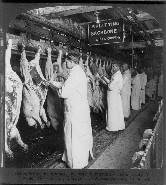 Fleischinspektion in den Schlachthöfen Chicagos 1906